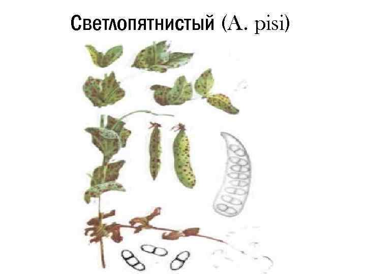 Светлопятнистый (A. pisi) 