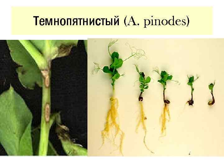 Темнопятнистый (A. pinodes) 