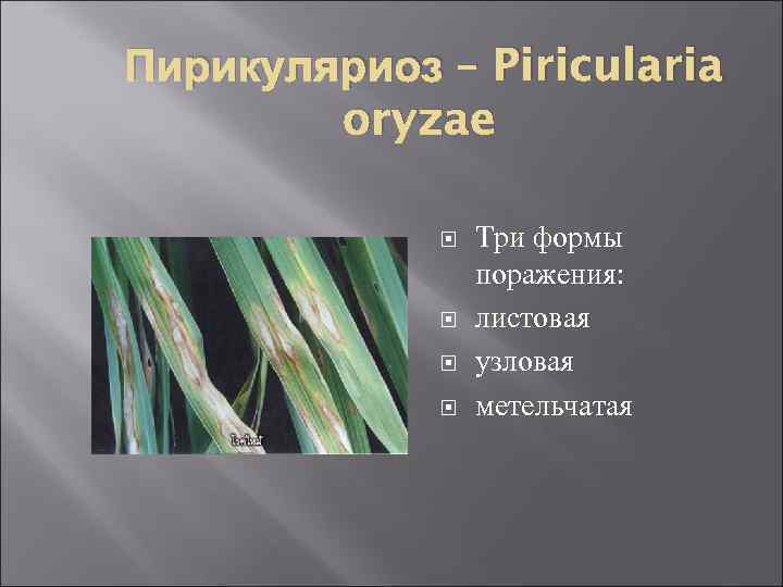 Пирикуляриоз – Piricularia oryzae Три формы поражения: листовая узловая метельчатая 