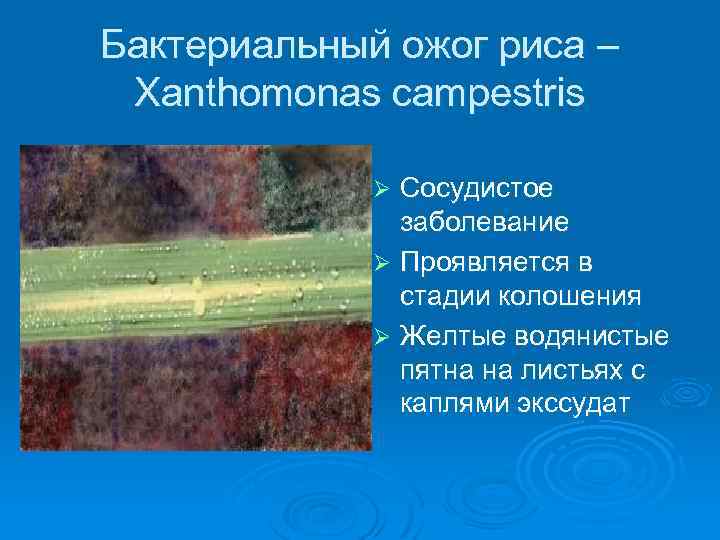 Бактериальный ожог риса – Xanthomonas campestris Сосудистое заболевание Ø Проявляется в стадии колошения Ø