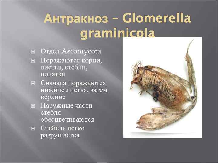 Антракноз – Glomerella graminicola Отдел Ascomycota Поражаются корни, листья, стебли, початки Сначала поражаются нижние