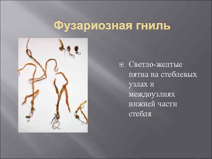 Фузариозная гниль Светло-желтые пятна на стеблевых узлах и междоузлиях нижней части стебля 