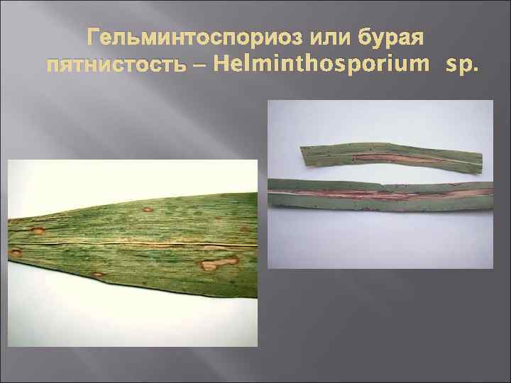 Гельминтоспориоз или бурая пятнистость – Helminthosporium sp. 