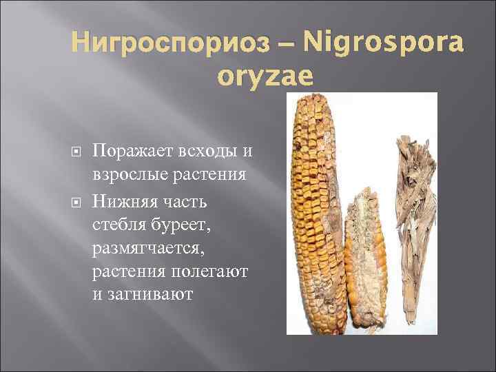 Нигроспориоз – Nigrospora oryzae Поражает всходы и взрослые растения Нижняя часть стебля буреет, размягчается,