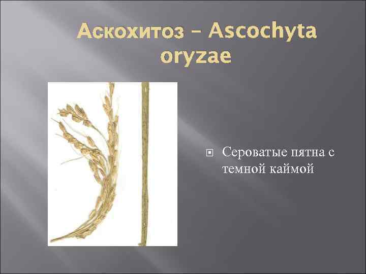 Аскохитоз – Ascochyta oryzae Сероватые пятна с темной каймой 