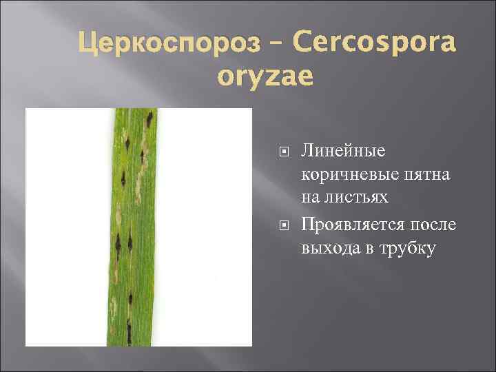 Церкоспороз – Cercospora oryzae Линейные коричневые пятна на листьях Проявляется после выхода в трубку