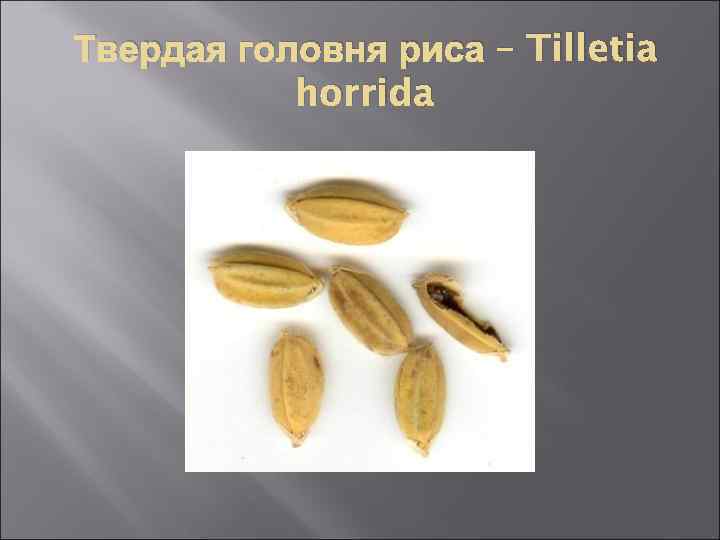 Твердая головня риса – Tilletia horrida 