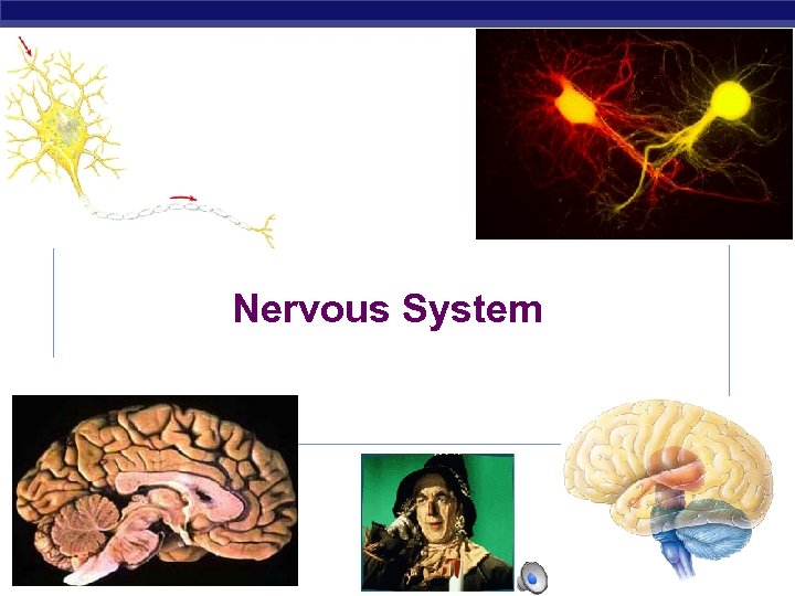 Nervous System AP Biology 20032004 