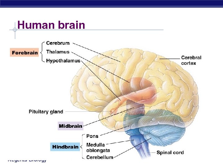 Human brain Regents Biology 