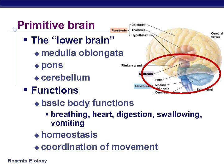 Primitive brain § The “lower brain” medulla oblongata u pons u cerebellum u §