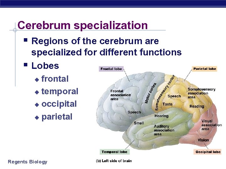 Cerebrum specialization § Regions of the cerebrum are § specialized for different functions Lobes