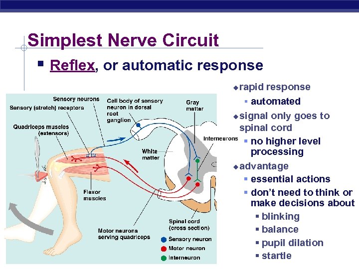 Simplest Nerve Circuit § Reflex, or automatic response rapid response § automated u signal