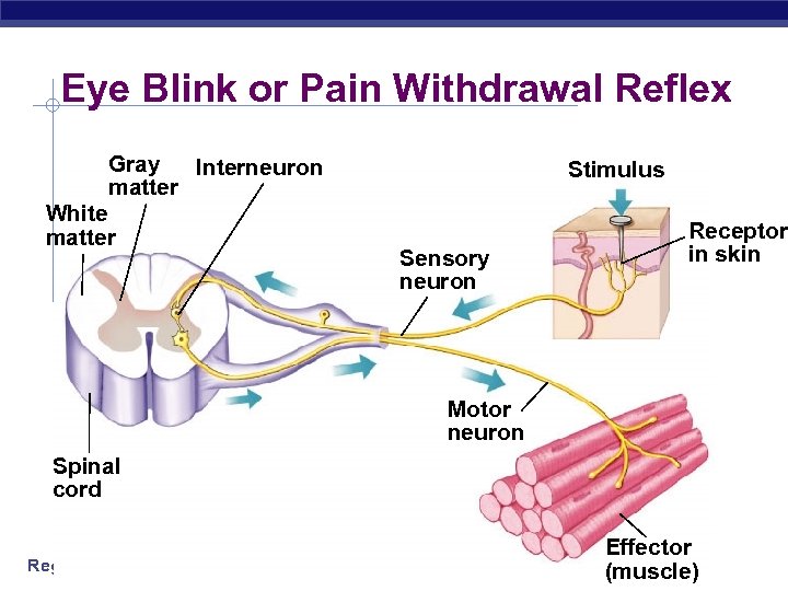 Eye Blink or Pain Withdrawal Reflex Gray Interneuron matter White matter Stimulus Sensory neuron