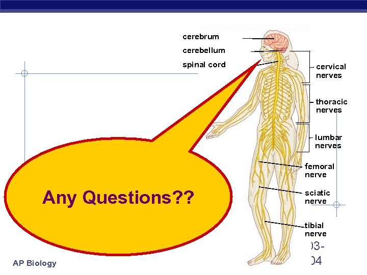 cerebrum cerebellum spinal cord cervical nerves thoracic nerves lumbar nerves femoral nerve Any Questions?