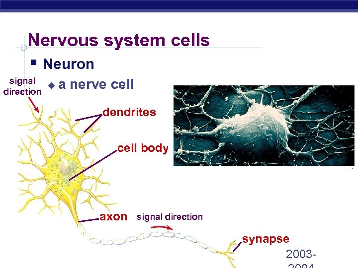 Nervous system cells § Neuron signal u direction a nerve cell dendrites cell body