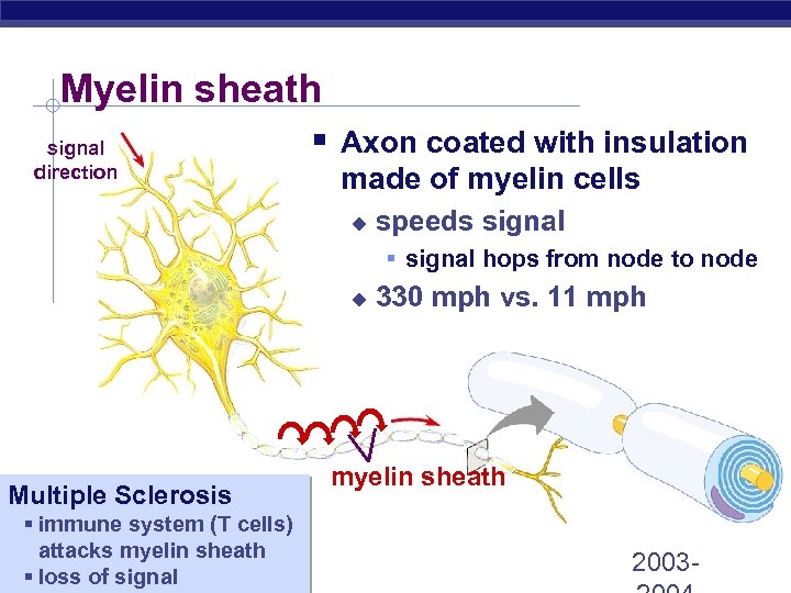 Myelin sheath signal direction § Axon coated with insulation made of myelin cells u