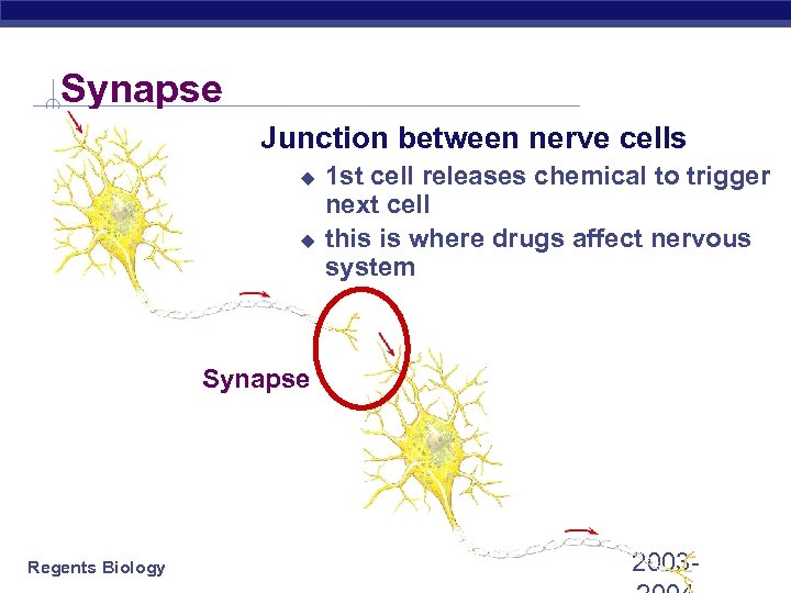 Synapse Junction between nerve cells u u 1 st cell releases chemical to trigger