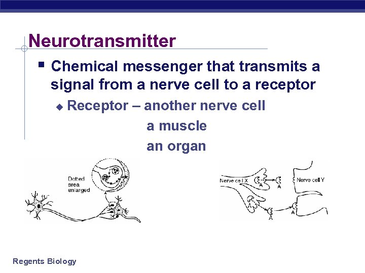 Neurotransmitter § Chemical messenger that transmits a signal from a nerve cell to a