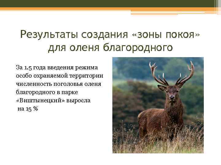 Результаты создания «зоны покоя» для оленя благородного За 1. 5 года введения режима особо