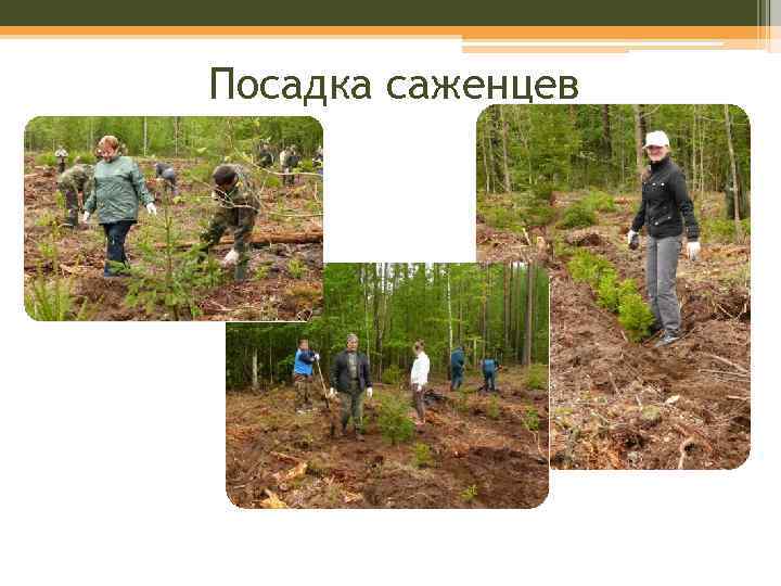Посадка саженцев 