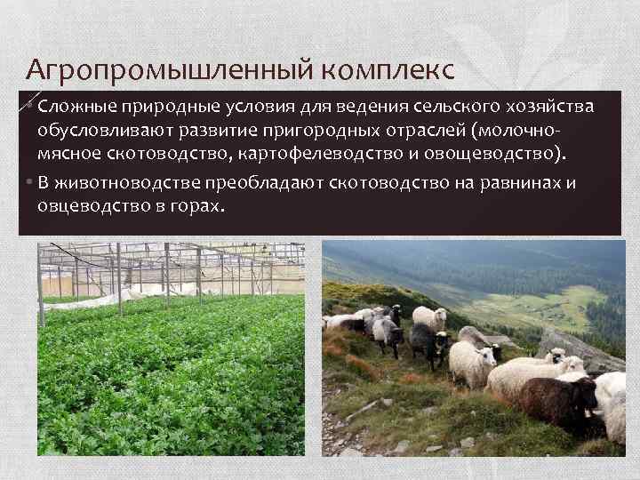 Агропромышленный комплекс. Сельское хозяйство Сибири. Условия для сельского хозяйства.