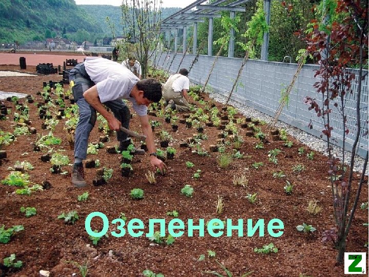 © Zin. Co – Vegetationstechnik_08. ppt Озеленение 