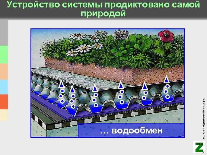 … водообмен © Zin. Co – Vegetationstechnik_08. ppt Устройство системы продиктовано самой природой 