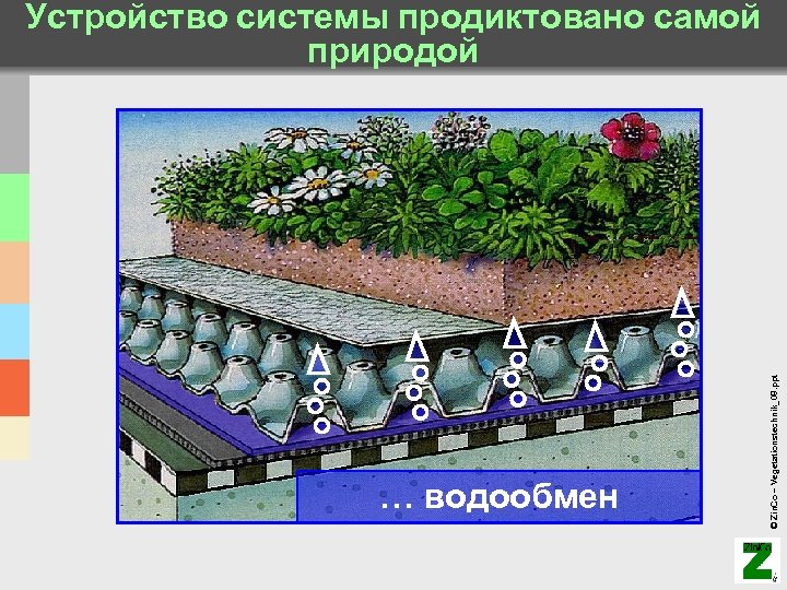… водообмен © Zin. Co – Vegetationstechnik_08. ppt Устройство системы продиктовано самой природой 