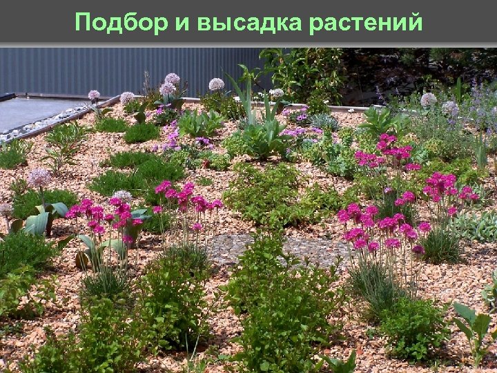 © Zin. Co – Vegetationstechnik_08. ppt Подбор и высадка растений 