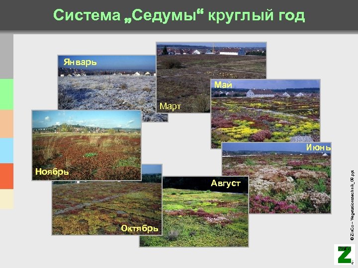 Система „Седумы“ круглый год Январь Май Март Ноябрь Август Октябрь © Zin. Co –