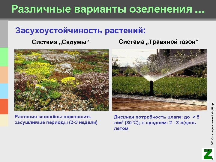 Различные варианты озеленения. . . Засухоустойчивость растений: Растения способны переносить засушливые периоды (2 -3