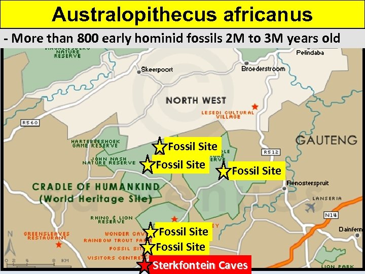 Australopithecus africanus - More than 800 early hominid fossils 2 M to 3 M