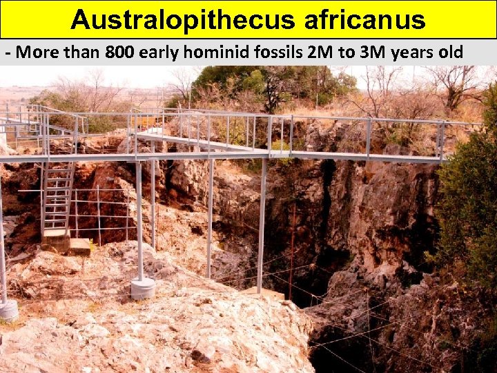 Australopithecus africanus - More than 800 early hominid fossils 2 M to 3 M