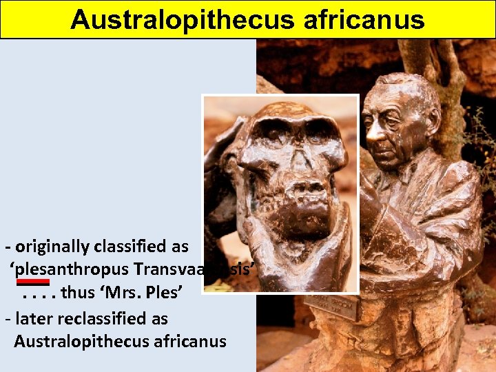 Australopithecus africanus - originally classified as ‘plesanthropus Transvaalensis’. . thus ‘Mrs. Ples’ - later
