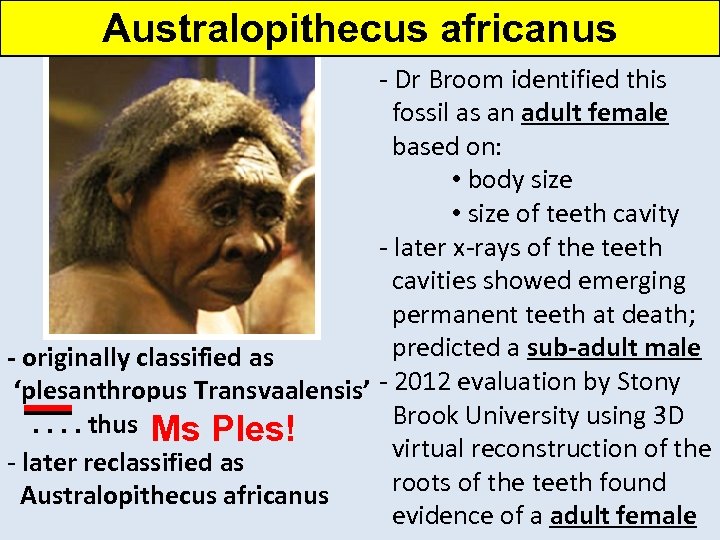 Australopithecus africanus - Dr Broom identified this fossil as an adult female based on: