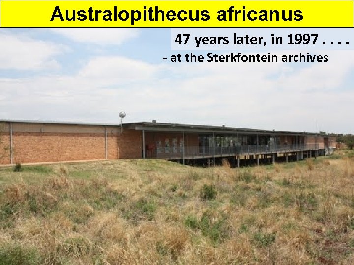 Australopithecus africanus 47 years later, in 1997. . - at the Sterkfontein archives -