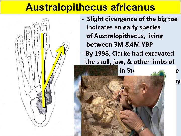 Australopithecus africanus - Slight divergence in the big toe. 47 years later, of 1997.