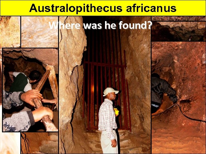 Australopithecus africanus Where was he found? 