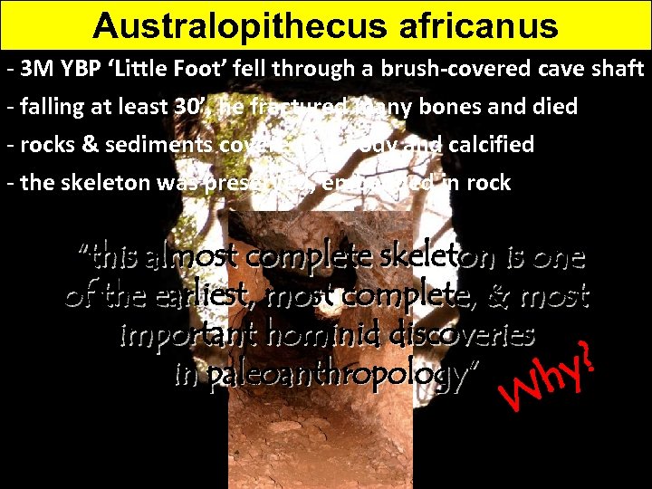Australopithecus africanus - 3 M YBP ‘Little Foot’ fell through a brush-covered cave shaft