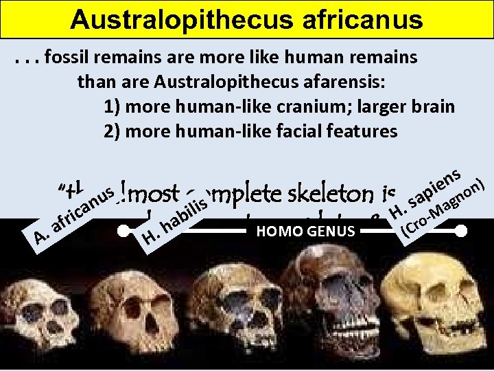 Australopithecus africanus. . . fossil remains are more like human remains than are Australopithecus