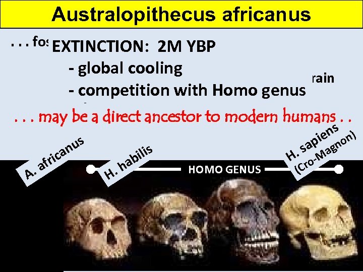 Australopithecus africanus. . . fossil remains are more like human remains EXTINCTION: 2 M