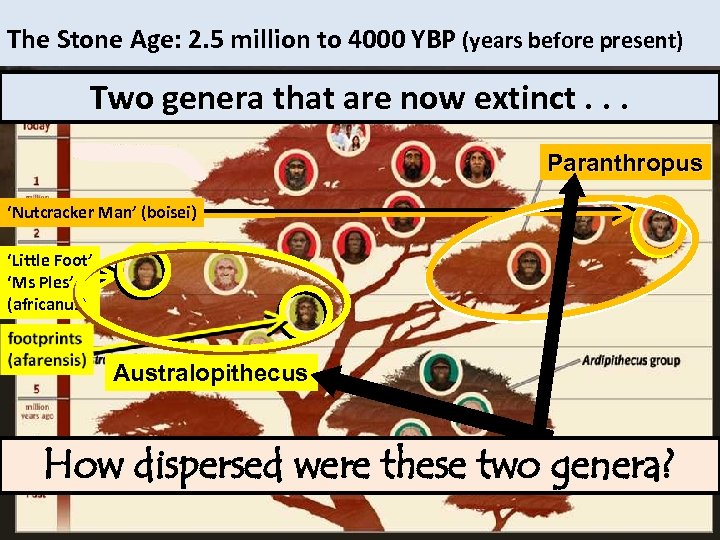 The Stone Age: 2. 5 million to 4000 YBP (years before present) homo Two