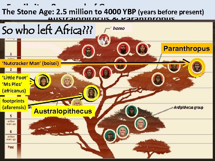 Fossil sites & spread of Genera. . Australopithcus & Paranthropus Fossil sites & spread