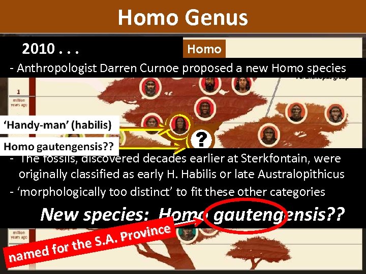 Homo Genus 2010. . . homo Homo - Anthropologist Darren Curnoe proposed a new
