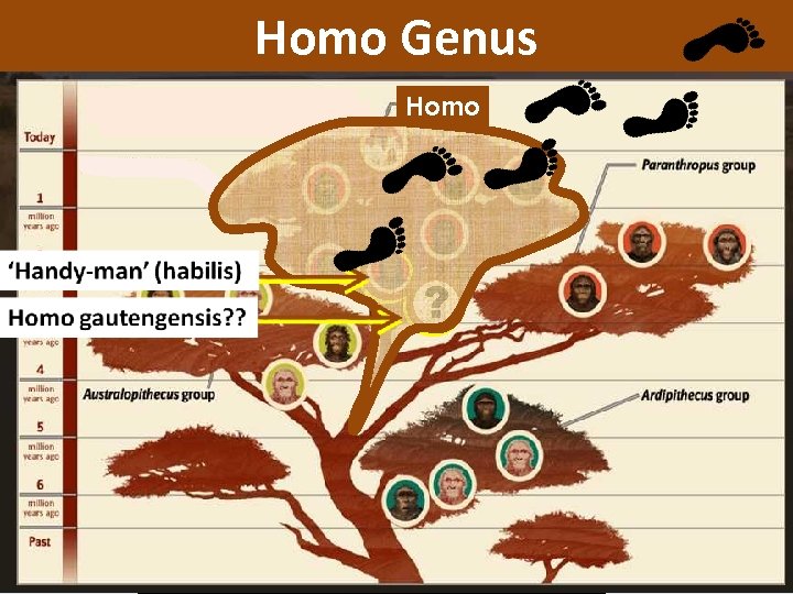 Homo Genus The Stone Age: 2. 5 million to 4000 YBP (years before present)