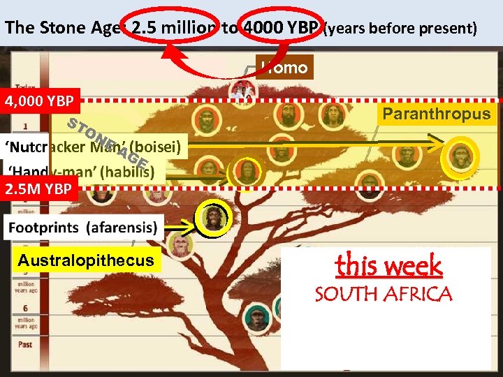 The Stone Age: 2. 5 million to 4000 YBP (years before present) homo Homo