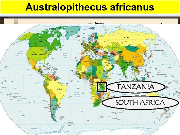 Australopithecus africanus The Stone Age: 2. 5 million to 4000 YBP (years before present)