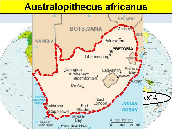 Australopithecus africanus The Stone Age: 2. 5 million to 4000 YBP (years before present)