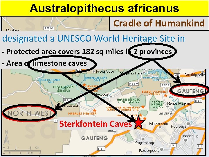 Australopithecus africanus Cradle of Humankind designated a UNESCO World Heritage Site in 1999 -