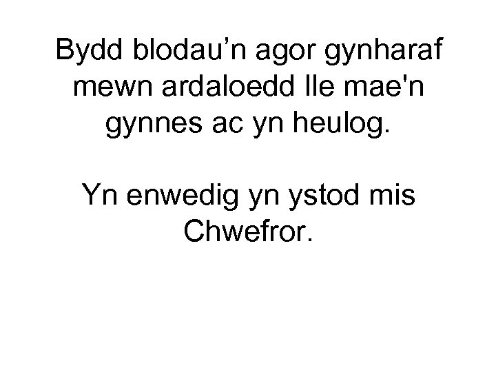 Bydd blodau’n agor gynharaf mewn ardaloedd lle mae'n gynnes ac yn heulog. Yn enwedig